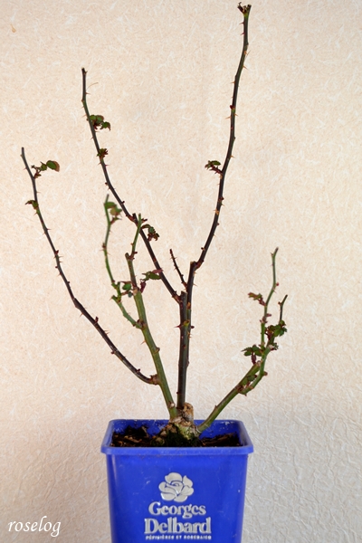 20260112 母のミニバラ 赤 冬剪定前 鉢植え 4号角鉢 樹高30cm 画像 roselog