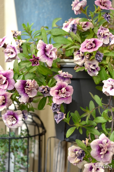 20260114 カリブラコア プチホイップ ラムレーズン 鉢植え ブログ 1月 冬 開花 画像 roselog