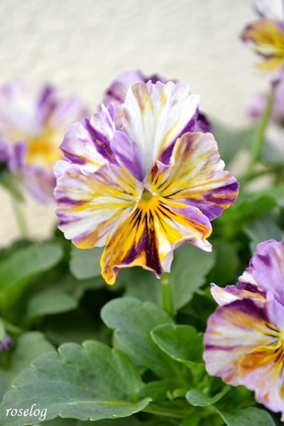 20260114 パンジー ファンジー ブログ 1月 冬 開花 画像 roselog