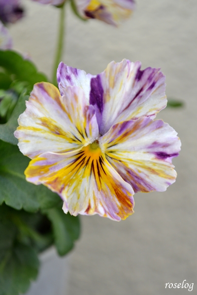 20260114 パンジー ファンジー ブログ 1月 冬 開花 画像 roselog