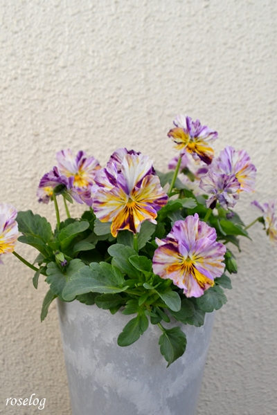 20260114 パンジー ファンジー ブログ 鉢植え 4号鉢 1月 冬 開花 画像 roselog