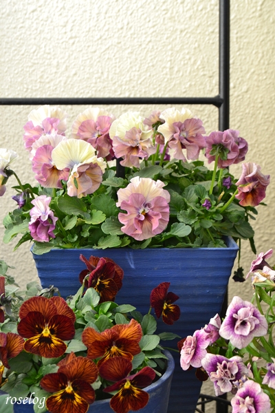 20260114 ビオラ アイクルール タイガーアイ 鉢植え 冬 1月 開花 画像 ブログ roselog