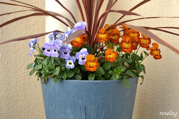 20260114 ビオラ コルジリネ 寄せ植え ブログ 鉢植え 7号鉢 1月 冬 開花 画像 roselog