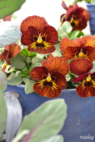 20260114 ビオラ タイガーアイ 鉢植え 冬 1月 開花 画像 ブログ roselog