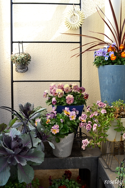 20260114 ベランダ ガーデニング ブログ 冬 ビオラ アイクルール パンジー ファンジー 葉牡丹 コルジリネ 寄せ植え 鉢植え 画像 roselog