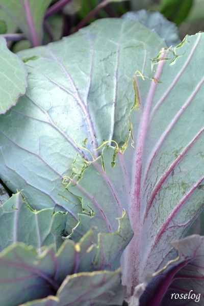 20260114 葉牡丹 チタニウムシルバー ゲブラナガトヨ 冬 1月 鳥に食べられた 画像 roselog