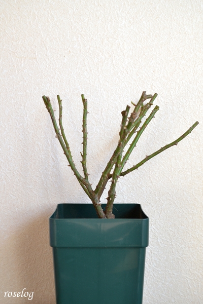 20260115 ローズアントワネット バラ ブログ 大苗 到着 剪定まだ 6号角鉢 樹高25cm roselog