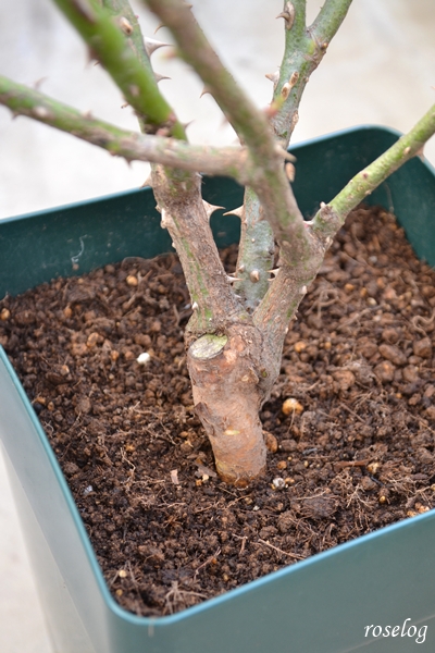 20260116 ローズアントワネット バラ ブログ 大苗到着後 株元 画像 6号角鉢 roselog