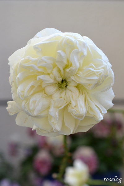 20260117 シーシェルアイズ バラ ブログ コマツガーデン 1月 冬 開花 画像 roselog