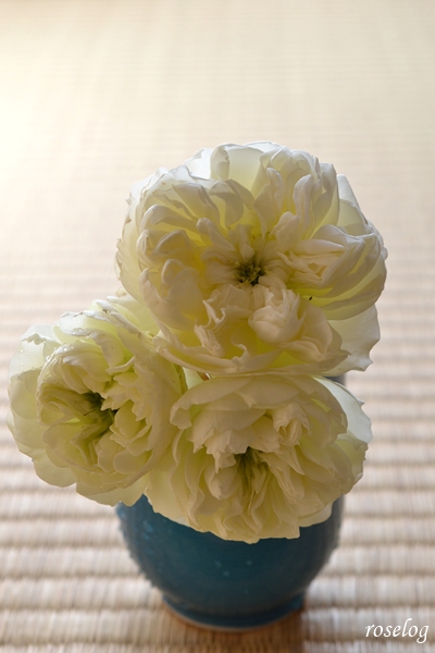 20260121 シーシェルアイズ バラ ブログ コマツガーデン 冬薔薇 切り花 畳 薔薇 画像 roselog