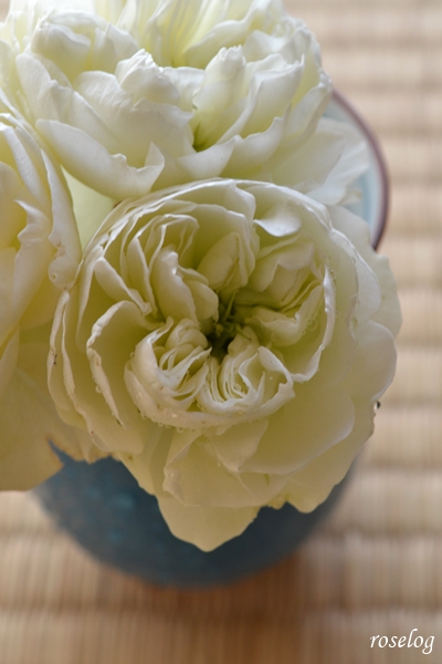 20260121 シーシェルアイズ バラ ブログ コマツガーデン 冬薔薇 切り花 畳 薔薇 画像 roselog