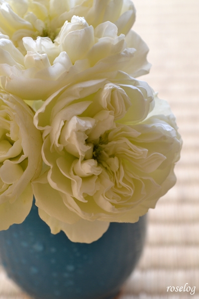 20260121 シーシェルアイズ バラ ブログ コマツガーデン 冬薔薇 切り花 畳 薔薇 画像 roselog