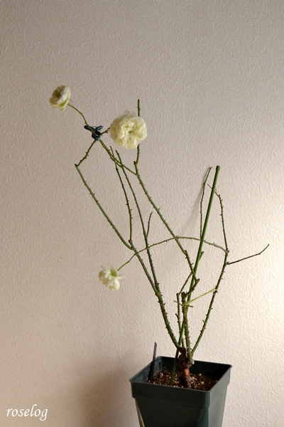 20260121 シーシェルアイズ バラ ブログ コマツガーデン 鉢植え 冬 1月 開花 7号角鉢 樹高60cm 画像 roselog