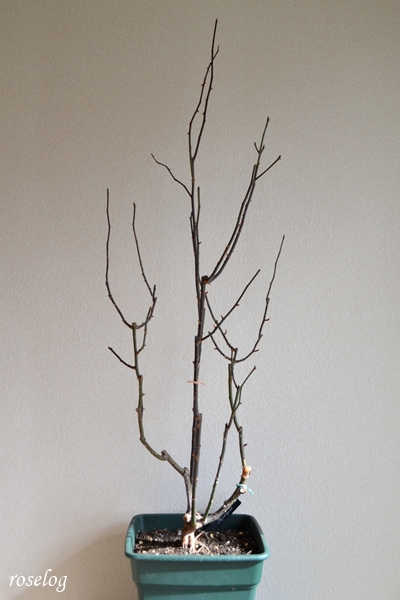 20260128 プランタジネット バラ ブログ ロサオリエンティス タイプ0 冬剪定前 樹高100cm強 鉢植え 8号角鉢 画像 roselog