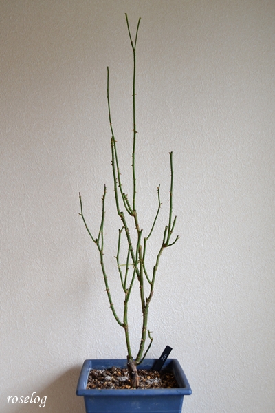 20260128 ライフ バラ ブログ ロサオリエンティス タイプ0 冬剪定前 樹高90cm強 鉢植え 8号角鉢 画像 roselog