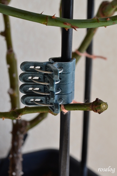 20260129 バラ 誘引 支え 園芸クリップ 画像 roselog