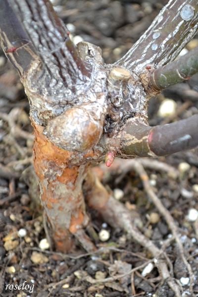 20260129 プランタジネット バラ ブログ ロサオリエンティス シュート 芽 株元 画像 roselog