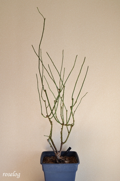 20260129 メーヴェ バラ ブログ アップルローゼス 鉢植え 冬剪定 前 樹高100cm 8号角鉢 画像 roselog