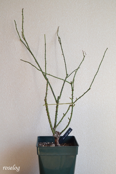 20260130 シーシェルアイズ バラ ブログ コマツガーデン 鉢植え 冬剪定 前 7号角鉢 樹高60cm 画像 roselog