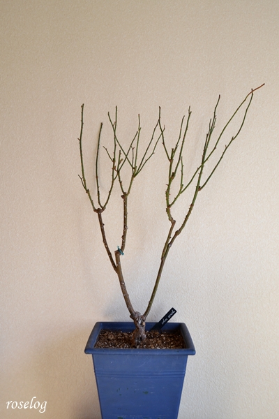 20260131 シューセルクル バラ ブログ 鉢植え 冬剪定 前 時期 樹高70cm 8号角鉢 画像 roselog