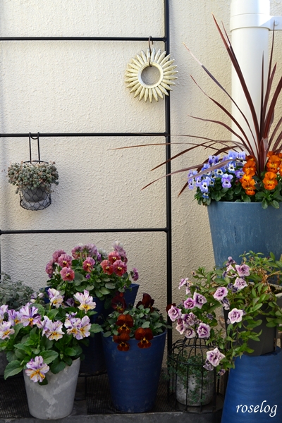 20260130 ベランダ ガーデン ブログ 冬 ビオラ パンジー コルジリネ カリブラコア 鉢植え 開花 画像 roselog