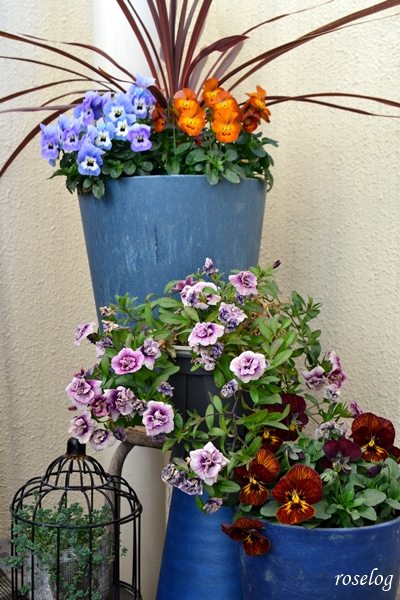 20260203 ベランダ ガーデン ブログ 冬 ビオラ パンジー コルジリネ カリブラコア 鉢植え 開花 画像 roselog