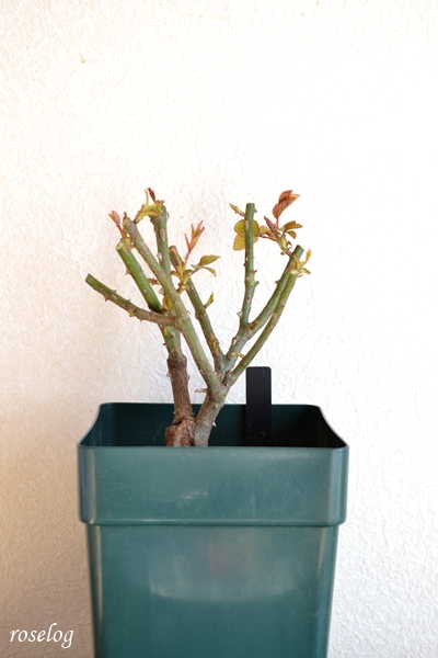 20260210 ローズアントワネット バラ ブログ 大苗購入後 冬剪定 再剪定後 6号角鉢 樹高19cm roselog