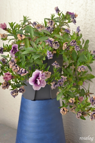 20260304 カリブラコア プチホイップ ラムレーズン サントリー 冬越し後 鉢植え ブログ 4号鉢 3月 春 開花 画像 roselog