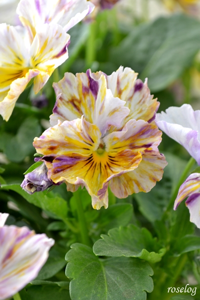 20260304 パンジー ファンジー ブログ 3月 春 開花 画像 roselog