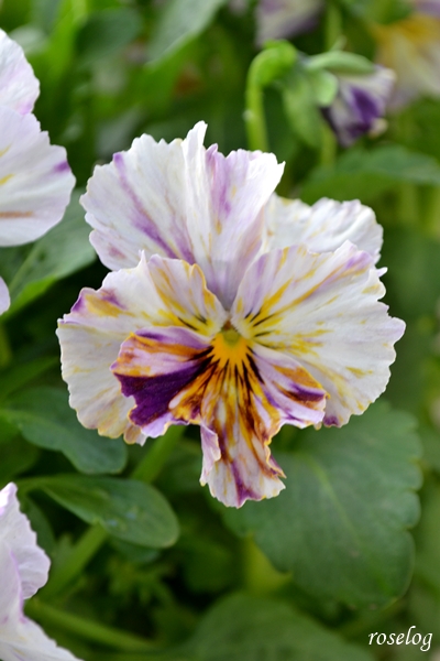 20260304 パンジー ファンジー ブログ 3月 春 開花 画像 roselog