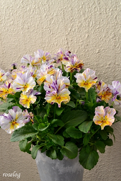 20260304 パンジー ファンジー 鉢植え ブログ 4号鉢 3月 春 開花 画像 roselog