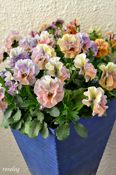 20260304 ビオラ アイクルール ブログ 鉢植え 寄せ植え 5号角鉢 3月 春 開花 画像 roselog