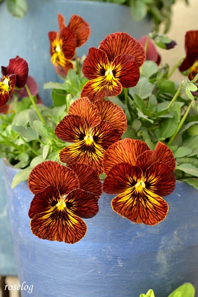 20260304 ビオラ タイガーアイ 鉢植え 開花 画像 春 3月 roselog
