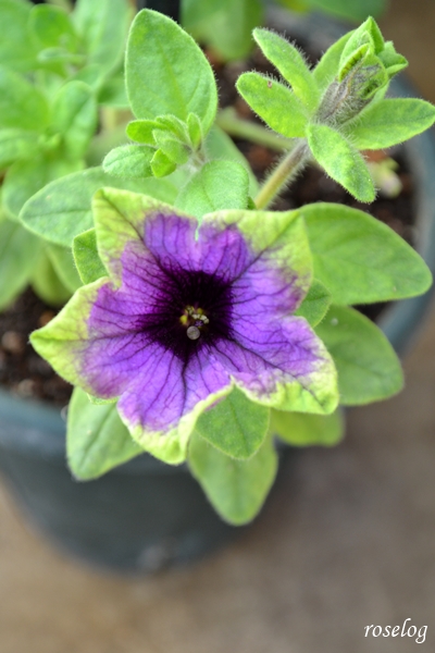 20260304 ペチュニア 真輝 ゲブラナガトヨ 冬越し後 鉢植え 3月 春 開花 画像 ブログ roselog