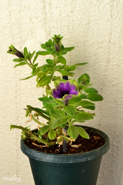 20260304 ペチュニア 真輝 ゲブラナガトヨ 冬越し後 鉢植え 4号鉢 3月 春 開花 画像 ブログ roselog