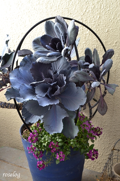 20260304 踊り葉牡丹 チタニウムシルバー ブラックサファイア アリッサム 寄せ植え 鉢植え ブログ 春 3月 画像 roselog