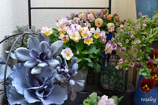 20260304 踊り葉牡丹 チタニウムシルバー ブラックサファイア ビオラ パンジー カリブラコア 寄せ植え 鉢植え ブログ 春 3月 画像 roselog