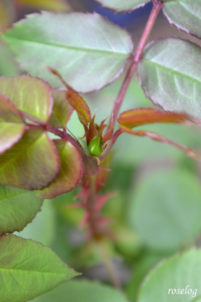 20260318 シーシェルアイズ バラ ブログ 春 蕾 発見 画像 米粒 サイズ roselog