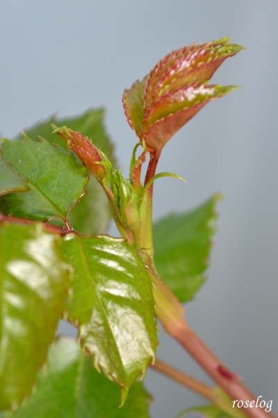 20260319 エドゥアールマネ バラ ブログ 春 蕾 発見 画像 米粒 サイズ roselog