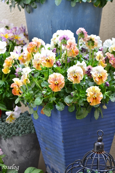 20260319 ビオラ アイクルール ブログ 鉢植え 寄せ植え 春 3月 5号角鉢 2株植え 画像 roselog