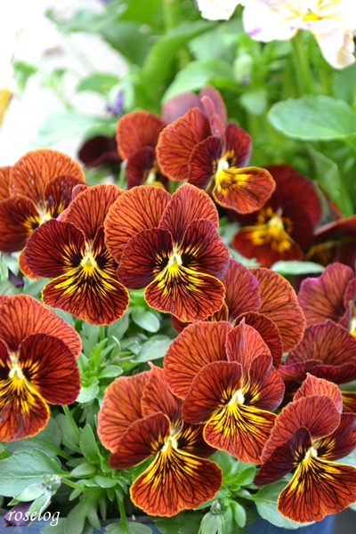 20260319 ビオラ タイガーアイ ブログ 春 3月 開花 画像 roselog