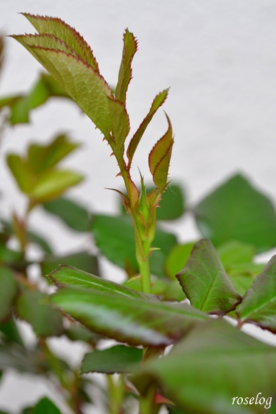 20260319 ローズアントワネット バラ ブログ 春 蕾 発見 画像 米粒 サイズ roselog