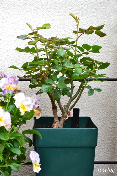 20260319 ローズアントワネット バラ ブログ 鉢植え 6号角鉢 樹高 30cm 樹形 芽吹き 春 蕾 発見 画像 roselog