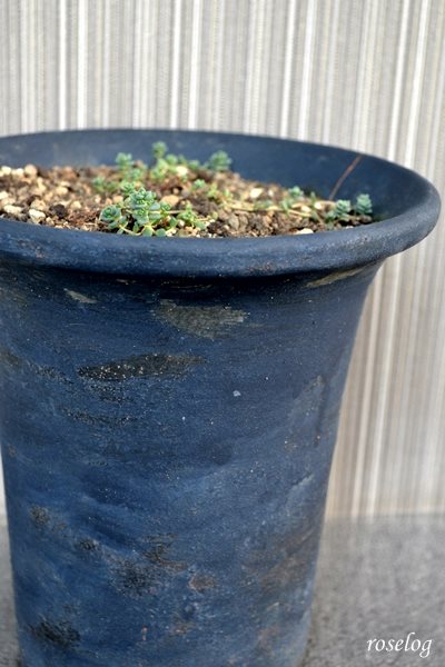 テラコッタ鉢 素焼き鉢 塗装 ペイント ブログ 画像 roselog