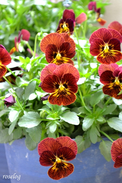20260325 ビオラ タイガーアイ ブログ 4月 開花 画像 roselog