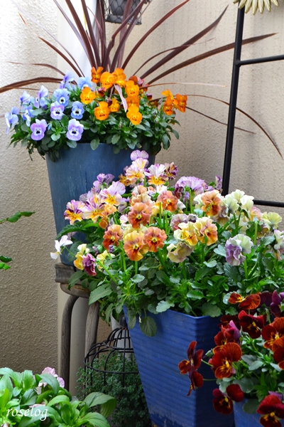 20260325 ビオラ アイクルール 寄せ植え ベランダ ガーデン ブログ 3月 開花 画像 roselog