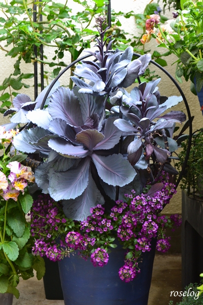 20260402 葉牡丹 アリッサム 寄せ植え 鉢植え チタニウムシルバー ブラックサファイア 7号鉢 4月 開花 画像 roselog