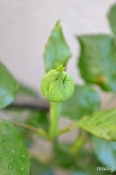 20260408 エドゥアールマネ バラ ブログ 4月 蕾 画像 roselog