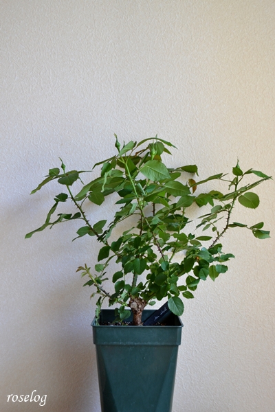 20260408 シーシェルアイズ バラ ブログ 鉢植え 樹高50cm弱 7号角鉢 4月 蕾 画像 roselog01