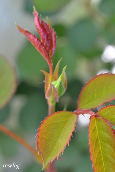 20260408 ポルトブルー バラ ブログ 4月 蕾 画像 roselog